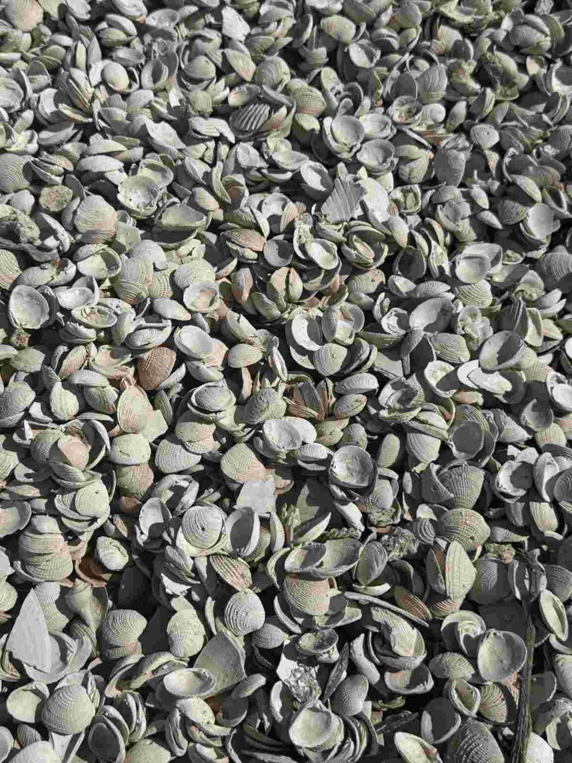 Washed Shell Aggregate - Barclay Earth Depot
