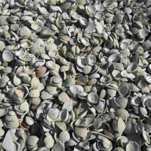 a sea shell aggregated, this used as products.