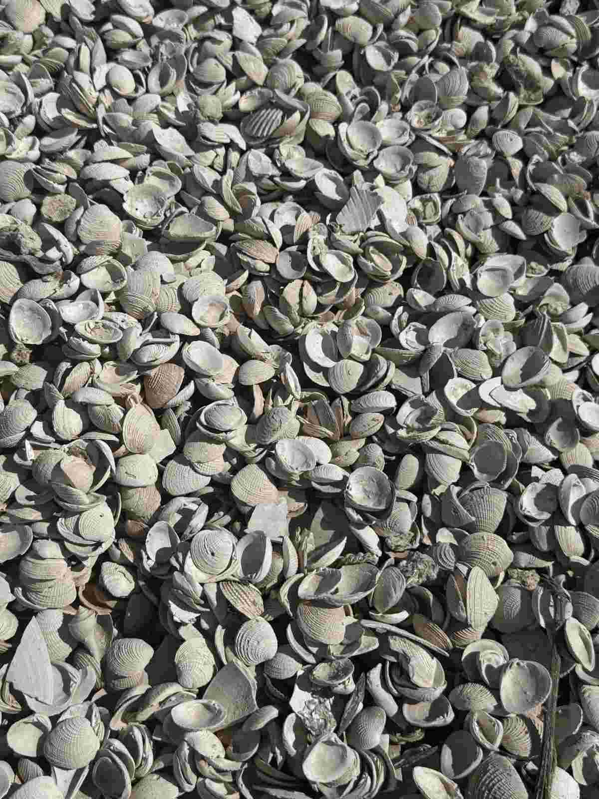 a sea shell aggregated, this used as products.