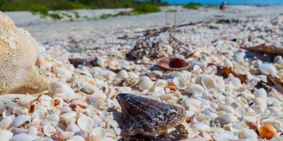 shell of florida