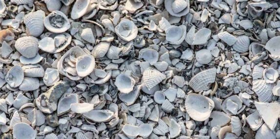 crushed shells
