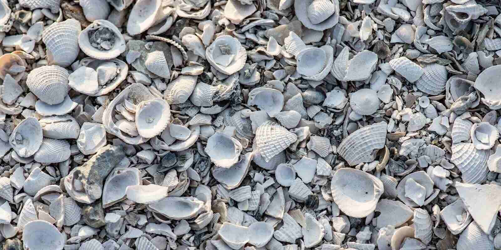 Shells Soil 5 Ways to Use Crushed Shells In Landscaping - Barclay Earth Depot