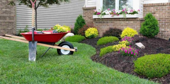 planting a celosia flower garden around a house