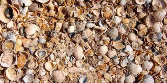 texture of many crushed shells