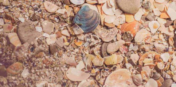 Florida crushed seashell aggregate