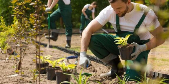 creating a beautiful garden from scratch