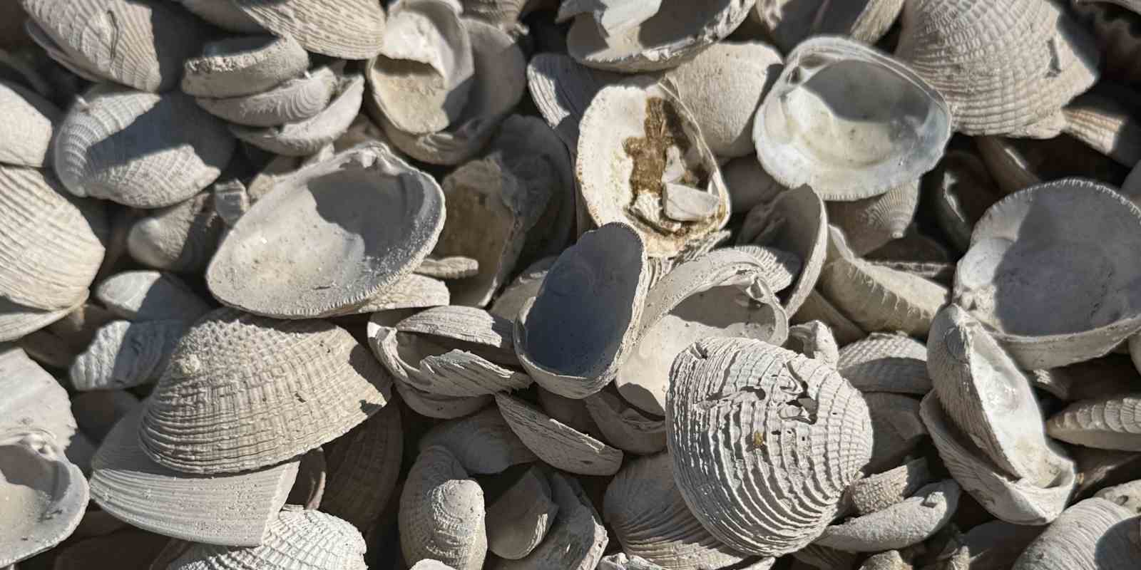aggregate washed shell